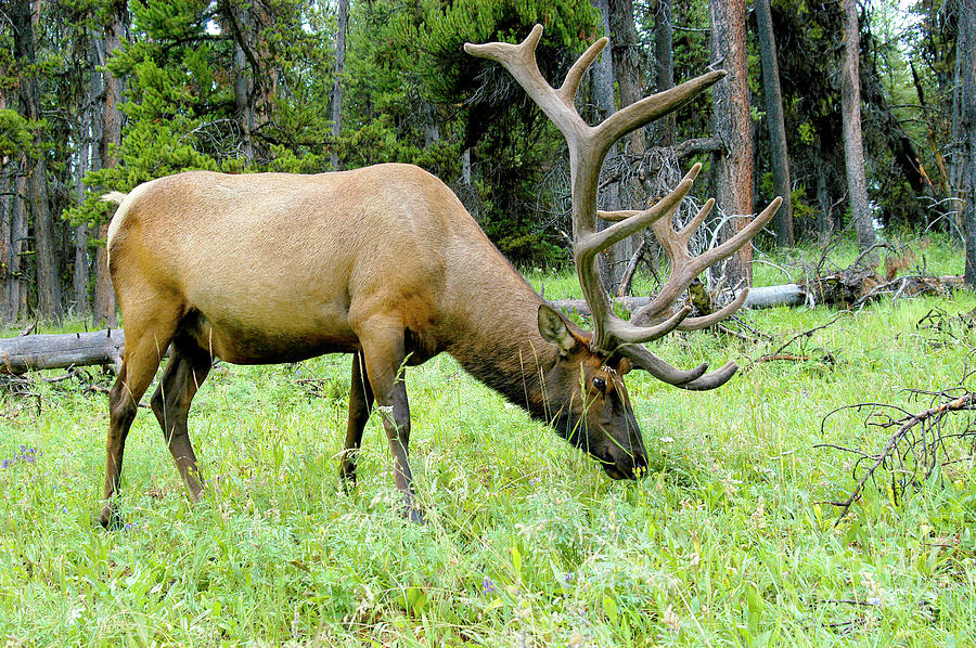 Bull Elk eating grass and showing off his antlers.	 Photograph by Gunther Allen