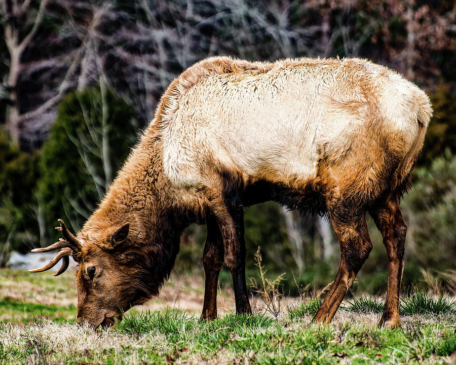 Bull Elk Grazing Photograph by Flees Photos