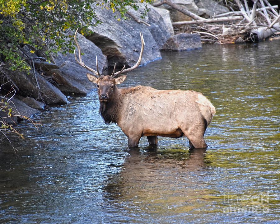 Bull Elk In Big Thompson River Photograph