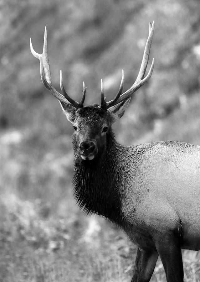 Bull Elk In Canada Photograph by Dan Sproul