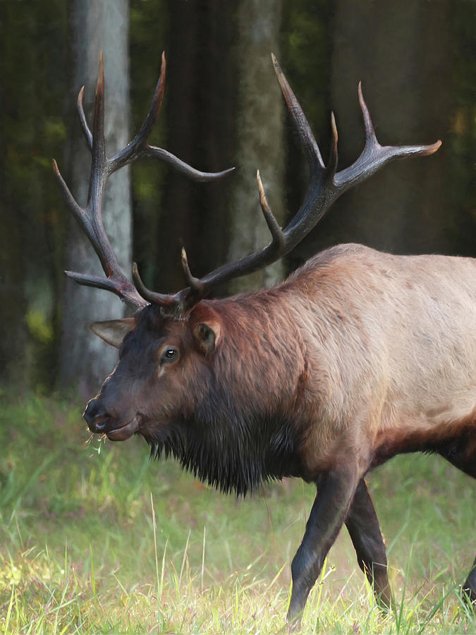 Bull Elk In Cherokee 1 Mixed Media By Lori Deiter - Fine Art America