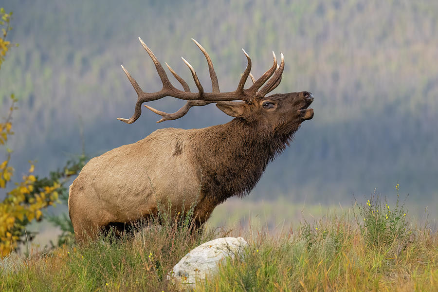 Bull Elk in Fall Photograph by Bill Cubitt