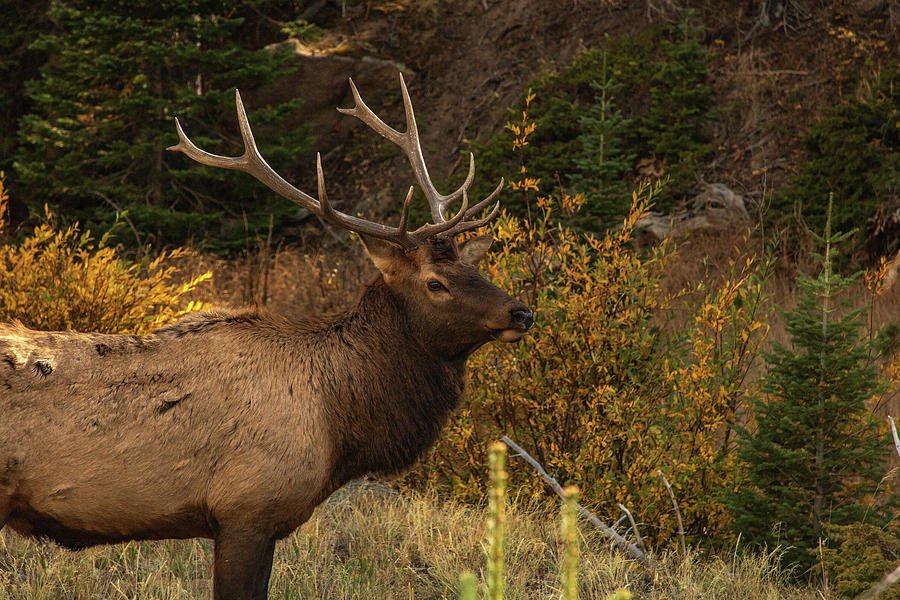 Bull Elk in Fall Photograph by Kelly Corey - Fine Art America