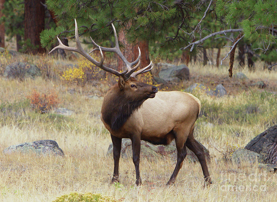 Bull Elk in Fall Rut Photograph by Richard Reinders - Pixels