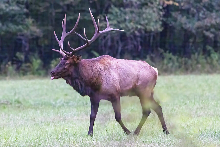 Bull Elk In Great Smoky Mountains National Park - Cherokee, NC Photograph by Peter Ciro