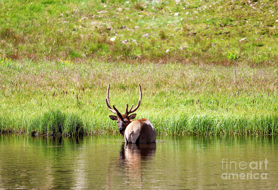 Bull Elk in Pond Photograph by Shirley Dutchkowski