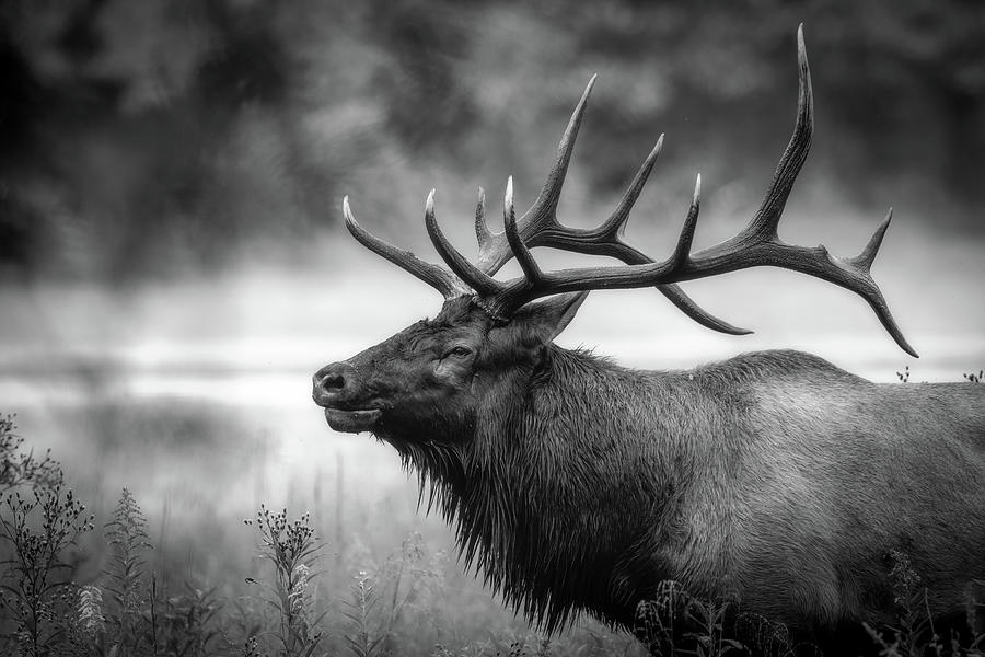 Bull Elk in Rut Photograph by Robert J Wagner