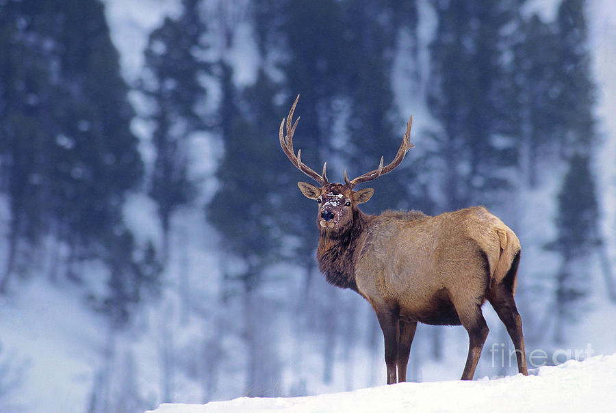 Bull Elk In Snow Cervus Elaphus Wild Wyoming Photograph by Dave Welling