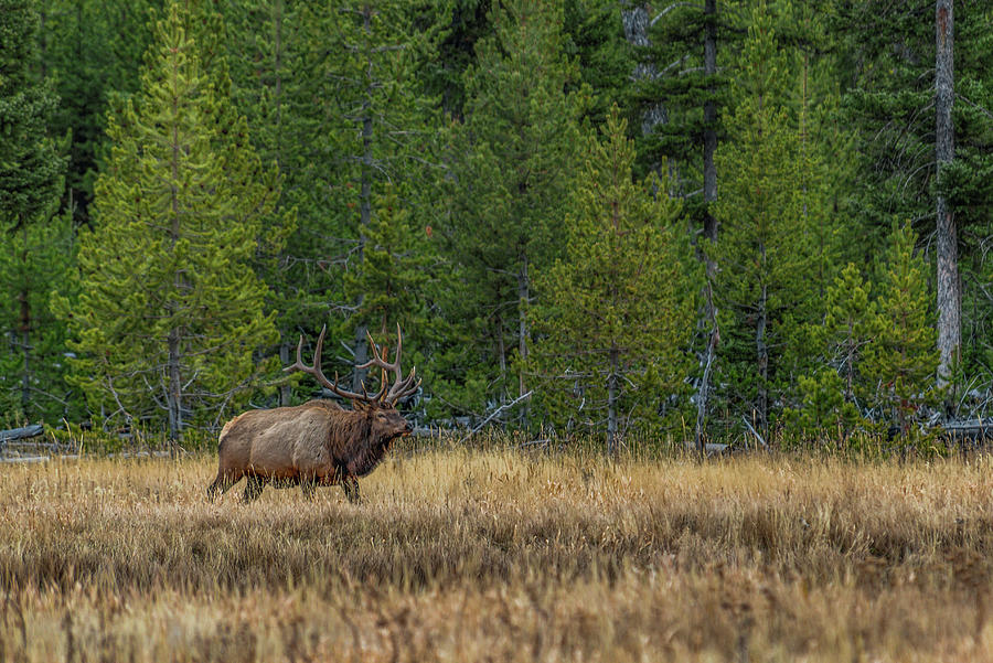 Bull Elk In Sunset Light Photograph by Yeates Photography