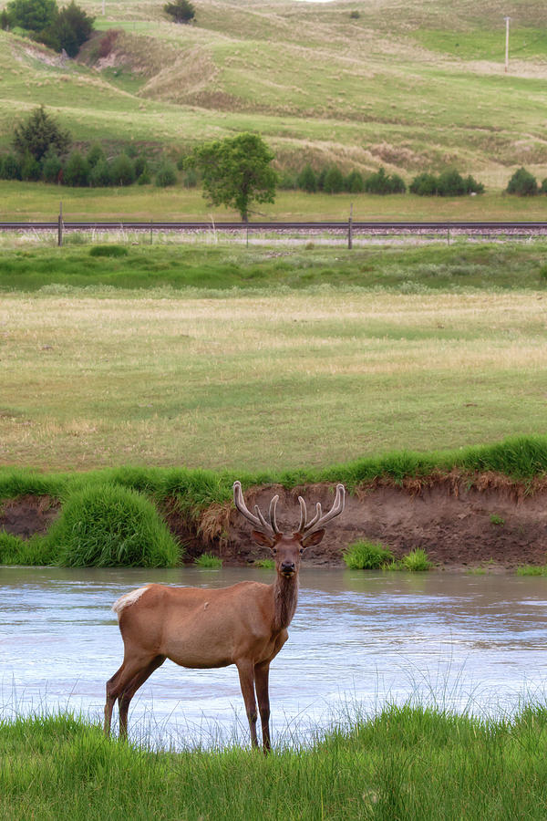 Bull Elk in the Nebraska Sandhills Photograph by Susan Rissi Tregoning