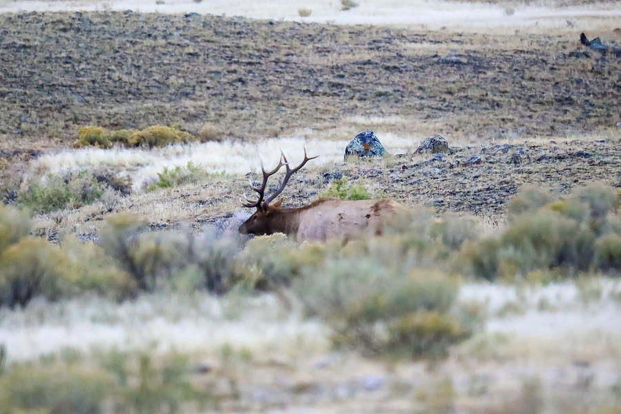Bull Elk In The Sage Photograph