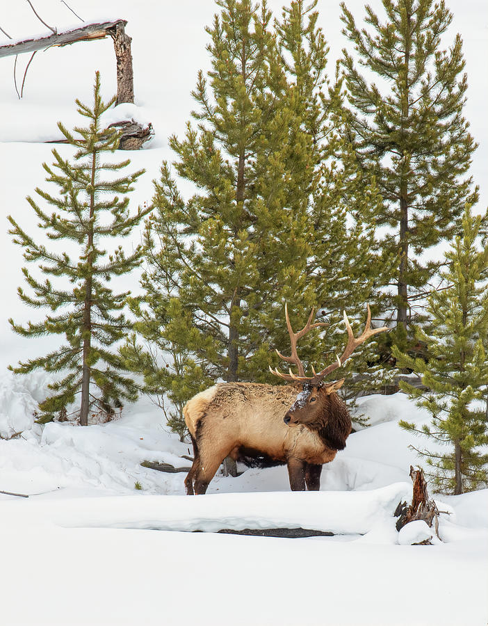 Bull Elk in the Snow Photograph by Martin Belan