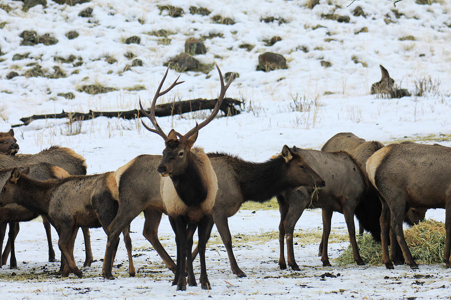 Bull elk in the winter Photograph by Jeff Swan