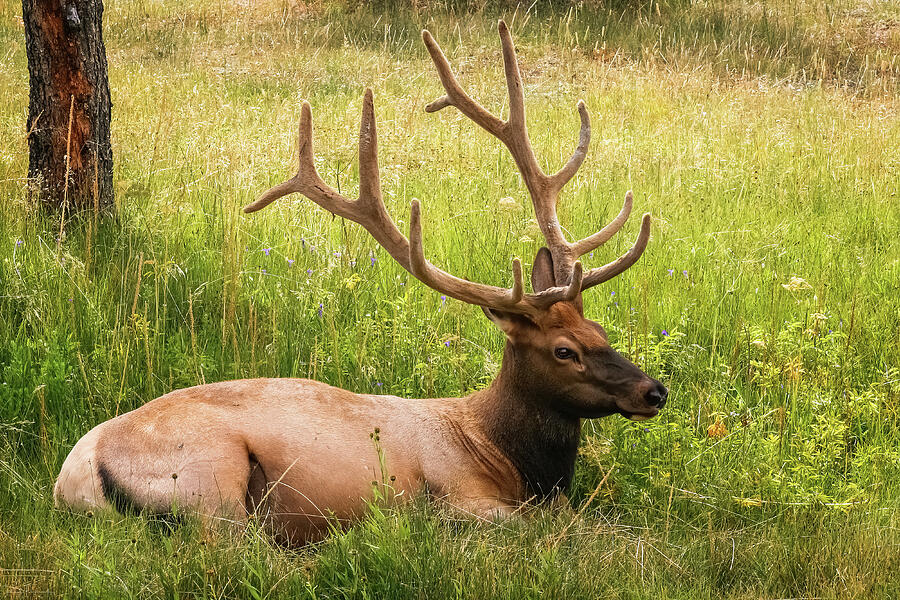 Bull Elk In Velvet Photograph by Rick Furmanek