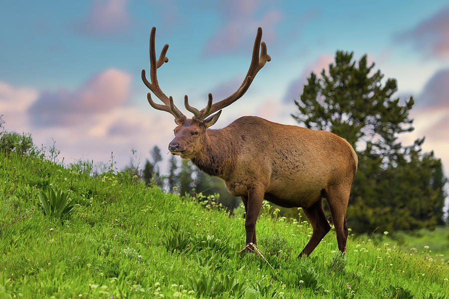 Bull Elk in Yellowstone Photograph by Tim Stanley
