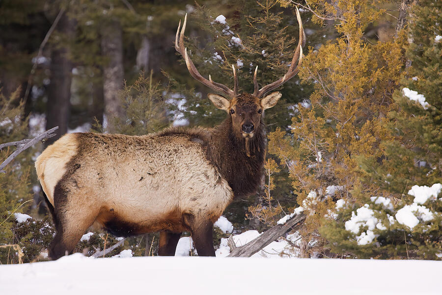 Bull Elk Photograph by Isabella Smedley