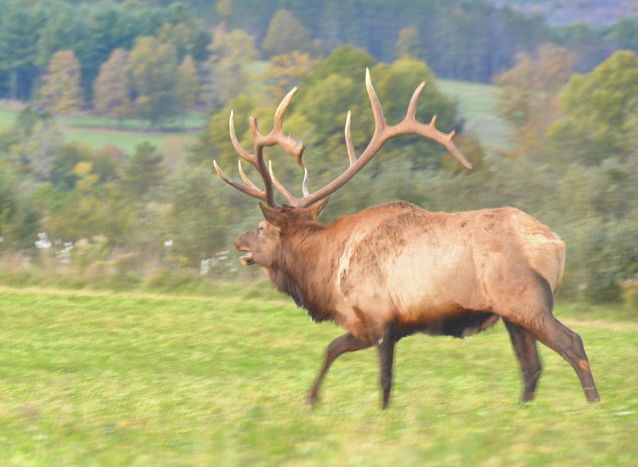 Bull Elk Photograph by Jamart Photography