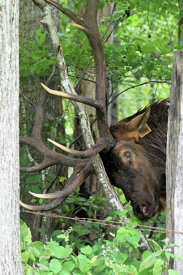 Bull Elk Photograph by Jim Bennight