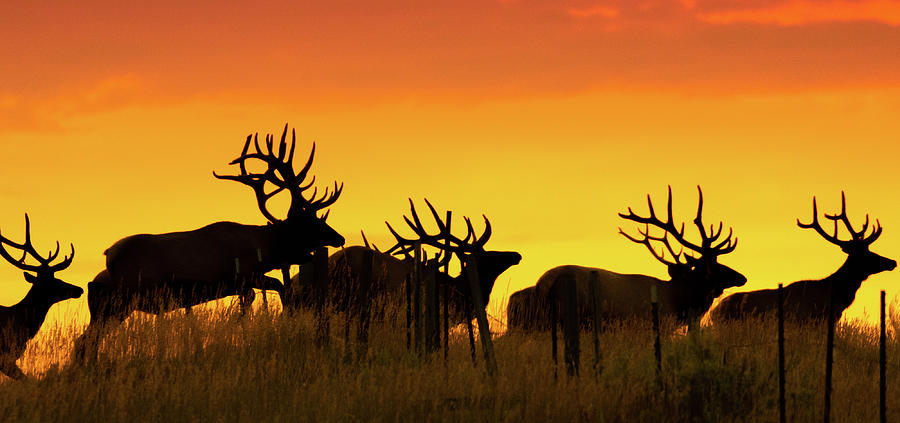 Bull Elk Jumping Fence At Sunrise Photograph by Gary Beeler
