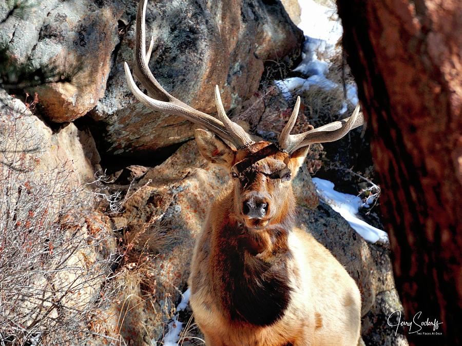 Bull Elk Locked In Ds Photograph