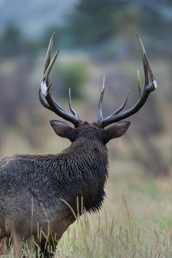 Bull Elk Looking away Photograph by Gary Langley