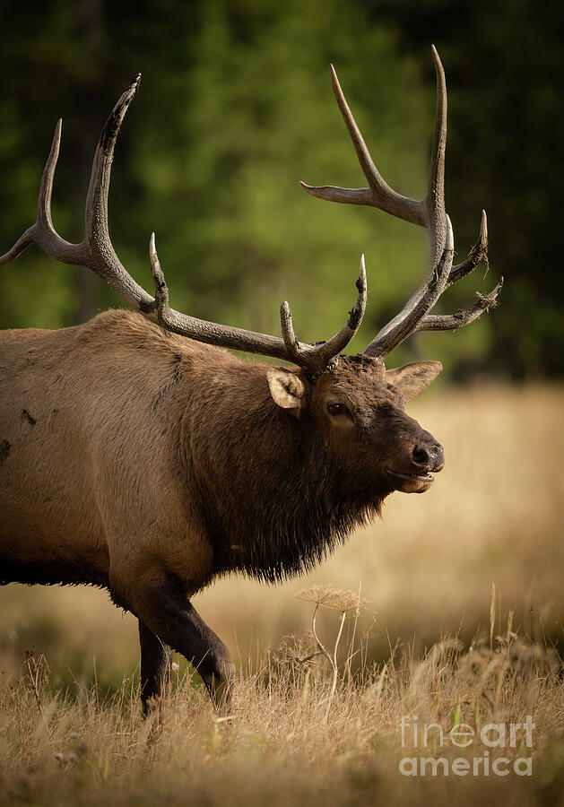 Bull Elk Photograph by Maresa Pryor-Luzier