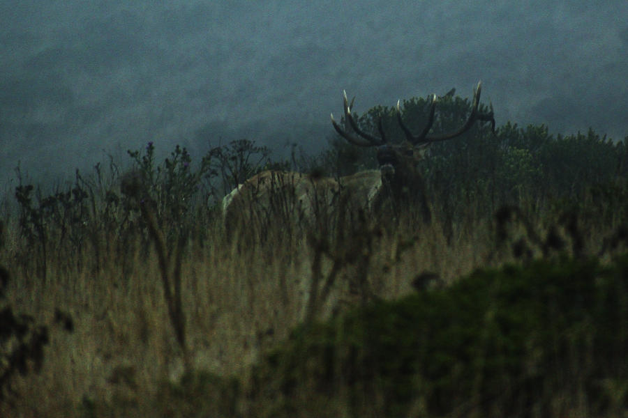 Bull Tule Elk Photograph by Mark Norman