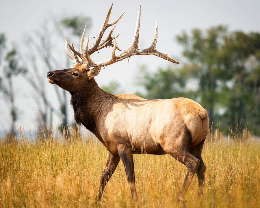 Bull Elk Montana Photograph by Matt Hammerstein