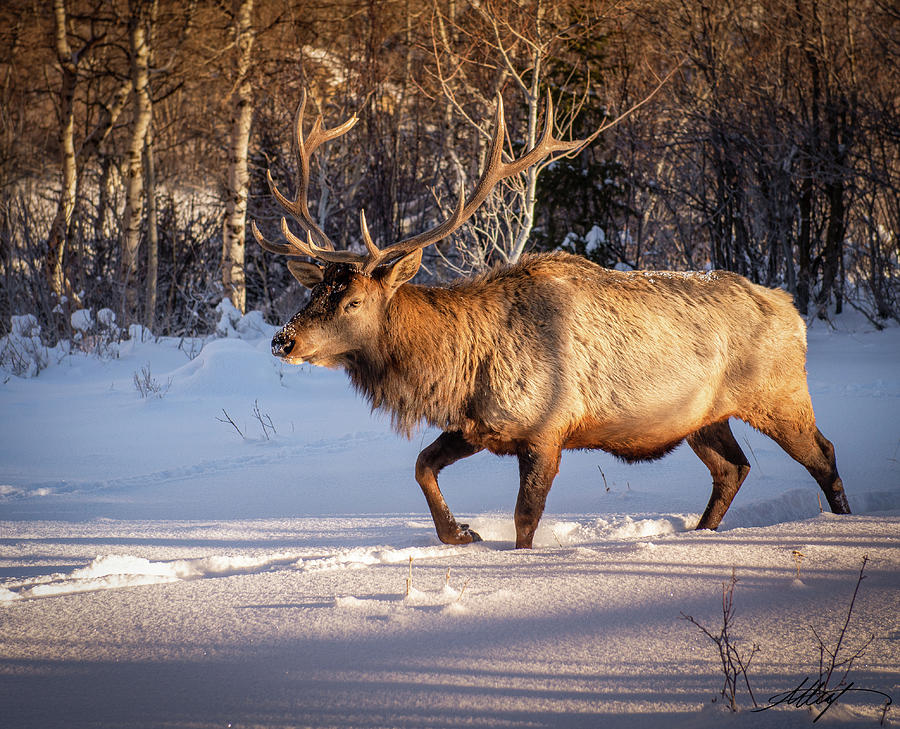 Bull Elk Morning Stroll Photograph by Meg Leaf