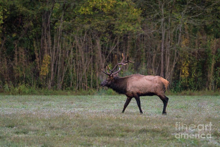 Bull Elk Morning Walk Photograph by Jennifer White