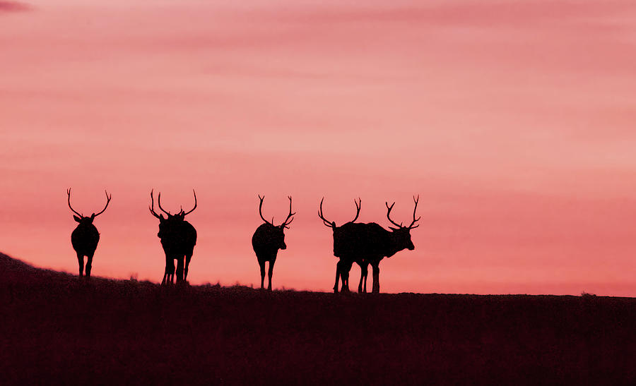 Bull Elk Moving To The Rising Sun Photograph by Gary Beeler