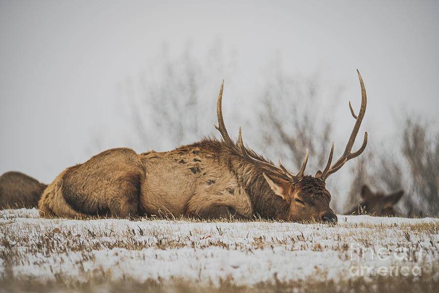 Bull Elk Napping Photograph