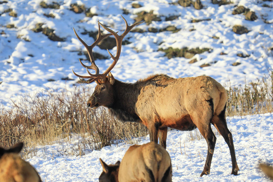 Bull elk on a winter day Photograph by Jeff Swan