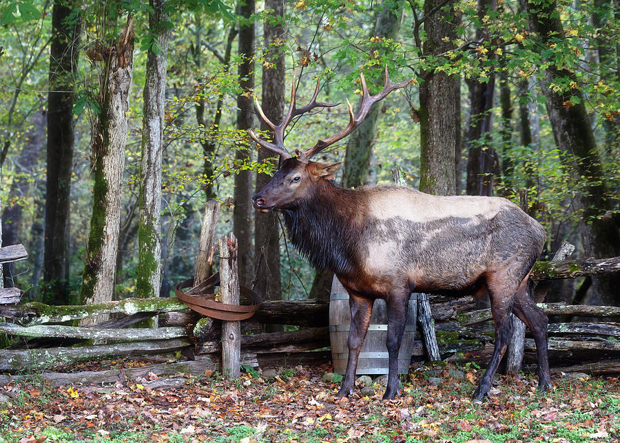 Bull Elk on the Farm - Smoky Mountains Photograph by Susan Rissi Tregoning