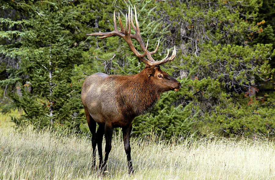 Bull Elk Taken in Jasper National Park, Alberta, Canada Photograph by Paolo Signorini