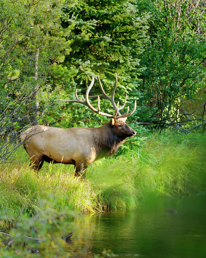 Bull Elk pauses for a drink Photograph by Gary Langley