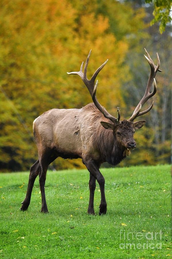 Bull Elk Portrait Photograph By Denver Halteman Fine Art America