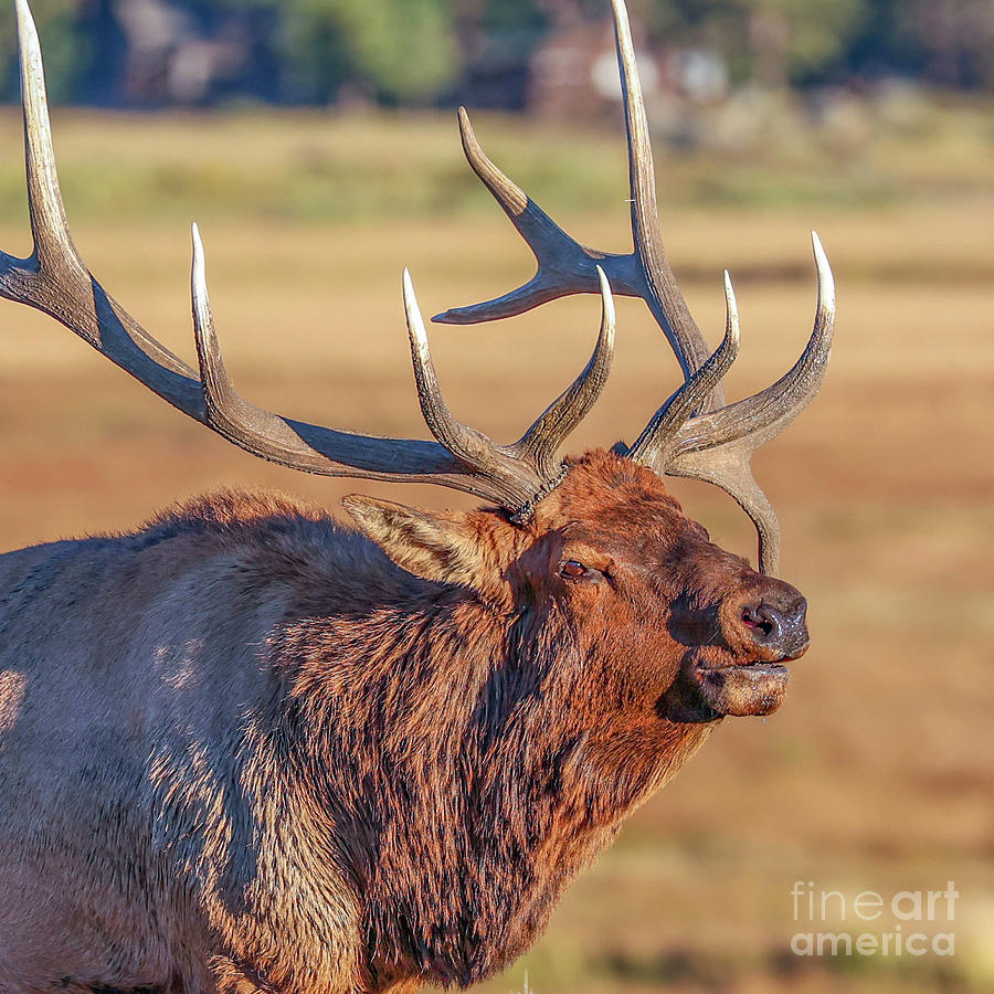 Bull Elk Portrait Photograph by Shirley Dutchkowski