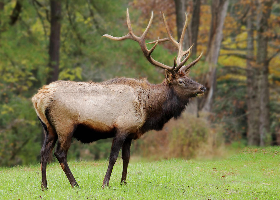 Bull Elk Portrait Photograph by Suzanne Stout