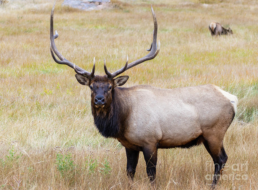 Bull Elk Posing Photograph by Steven Krull