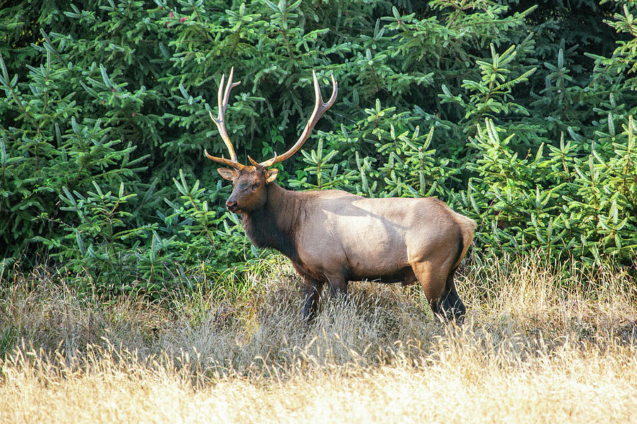 Bull Elk Prairie Creek State Park Photograph by Scott Pellegrin
