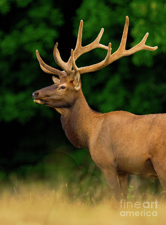 Bull Elk Profile III Photograph by Gary W Griffen | Fine Art America