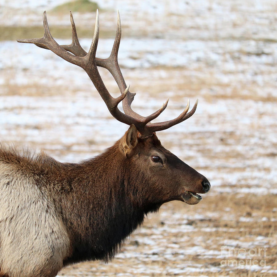 Bull Elk Profile Square Photograph