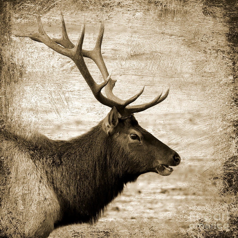 Bull Elk Profile Square Sepia Photograph