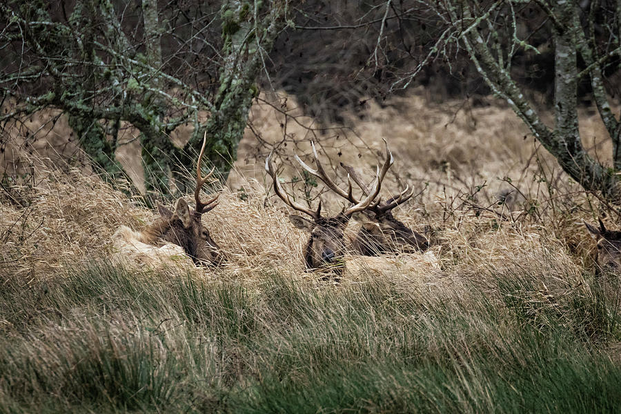 Bull Elk Resting in a Field on a Rainy Day Photograph by Belinda Greb