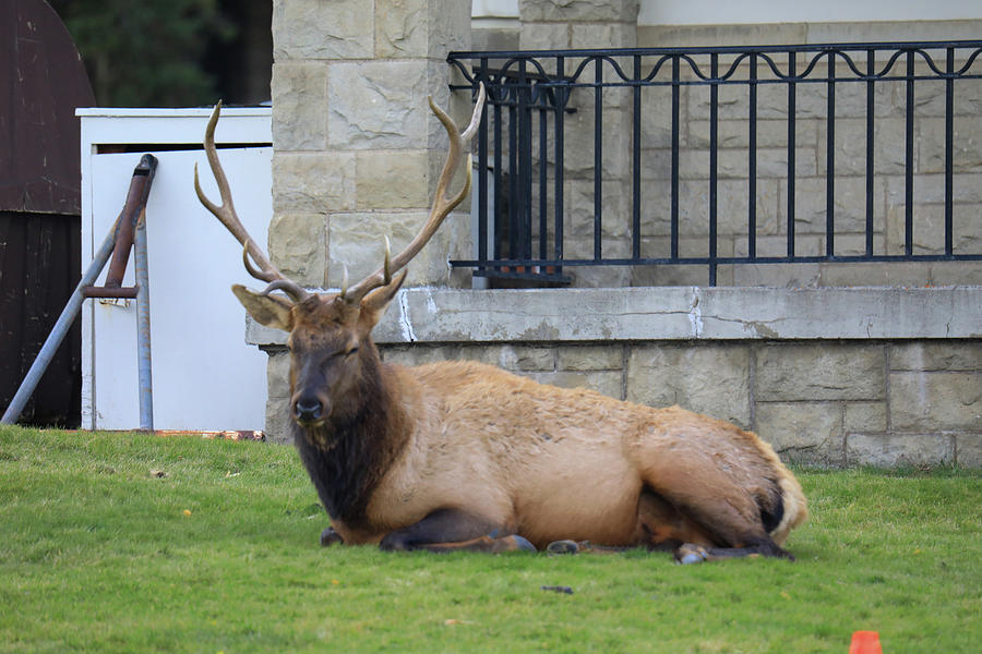 Bull Elk resting on the grass in Yellowstone Photograph by Jeff Swan