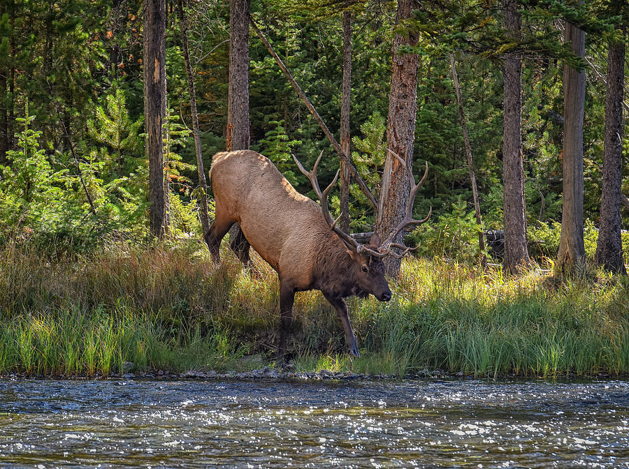 Wildlife Photograph - Bull Elk River Crossing by Philip Kuntz