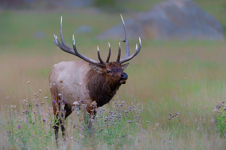 Bull Elk Rocky Mountain National Park Photograph by Gary Langley