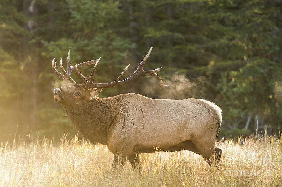 Bull Elk Rutting Photograph by Tony Bynum | Fine Art America