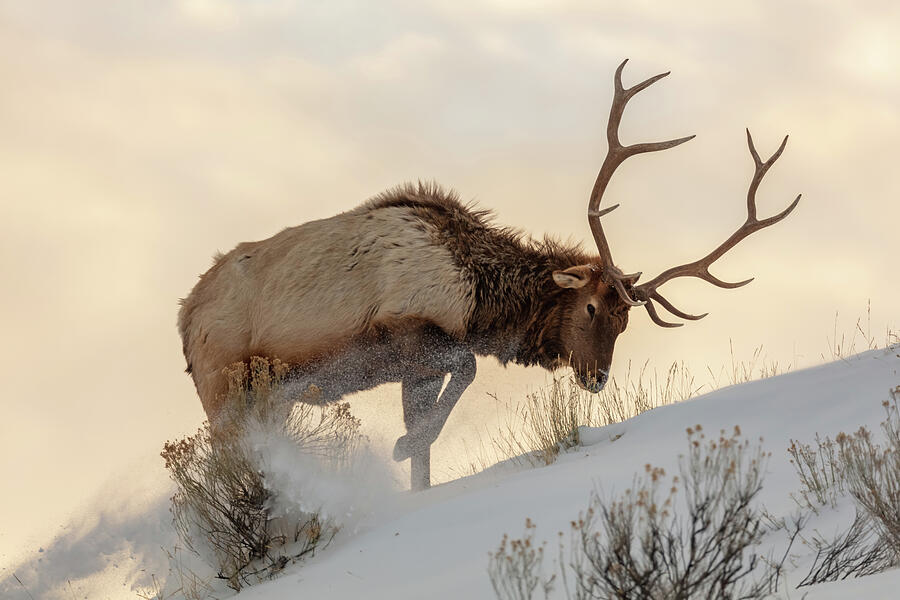 Bull Elk Searches For Food Beneath The Snow Photograph